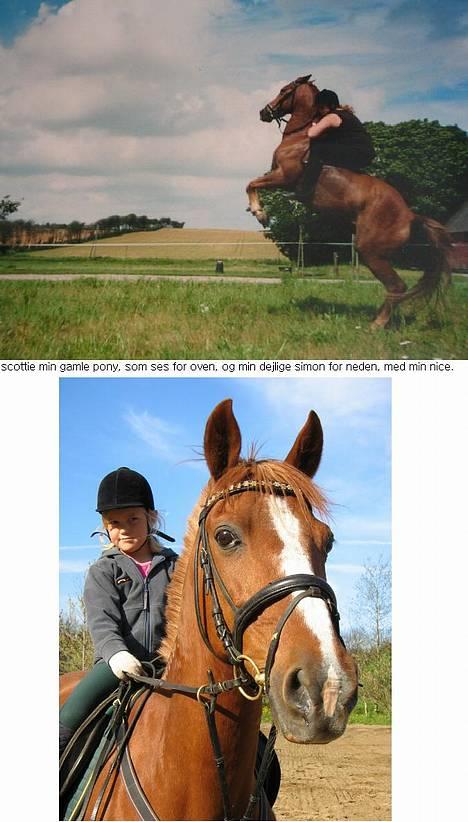 Traver Simon Langkjær - scottie, min superseje gamle pony, billedet er taget fra dengang vi boede på gården.. fandt jeg ud af at jeg kunne få hende til og stejle på komando.. simon og min nice katrine..  billede 17