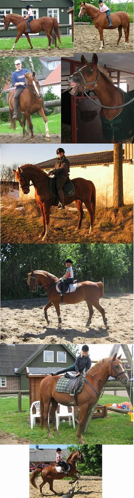 Traver Simon Langkjær billede 18