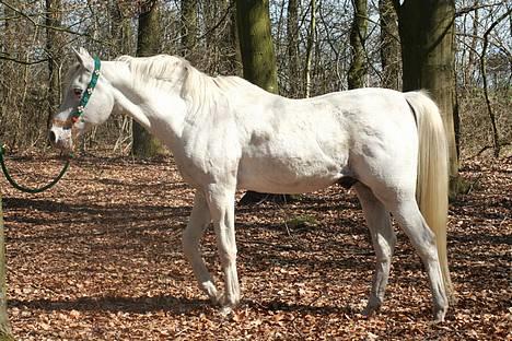 Arabisk fuldblod (OX) Basta R.I.P. blev 27½ år - Basta ser godt ud af sine 26 år. billede 7