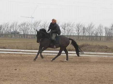 Anden særlig race Cæsar - Cæsar på dressurbanen billede 1