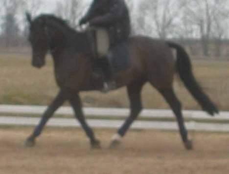 Anden særlig race Cæsar - Cæsar redet af Rikke (hans passer) forår 2003 billede 2