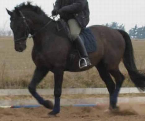Anden særlig race Cæsar - Cæsar redet af Rikke (hans Passer) forår 2003 billede 3