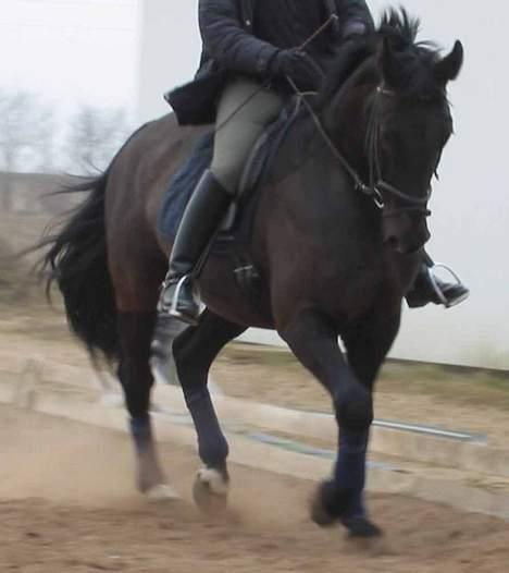 Anden særlig race Cæsar billede 4