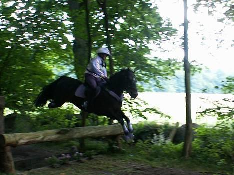 Irsk Sportspony Ardfield  Woodie - solgt  - Military i HKR 2005  billede 17