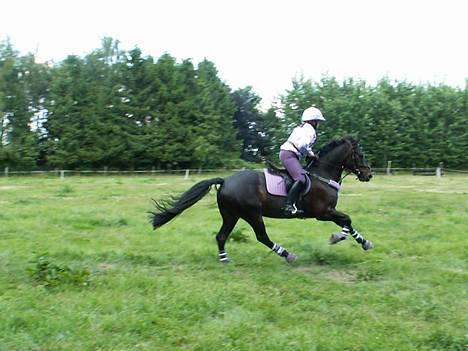 Irsk Sportspony Ardfield  Woodie - solgt  - I fuld galop til næste spring  billede 18