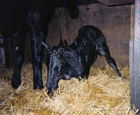 Anden særlig race Cæsar - Cæsar lige da han var født billede 5