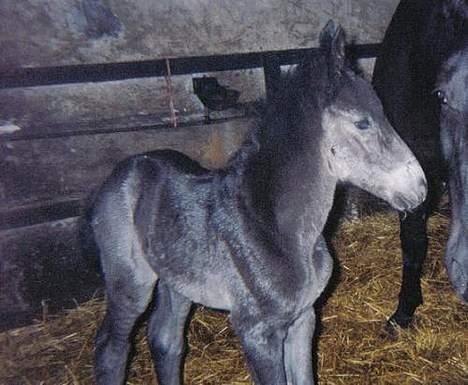 Anden særlig race Cæsar - Cæsar 7 timer gammel billede 6