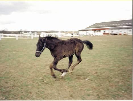 Anden særlig race Cæsar - Cæsar 3 mdr gammel billede 7