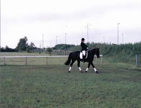 Anden særlig race Cæsar - Cæsar 4 år gammel med mig som rytter til stævne (han vandt :-) ) billede 8