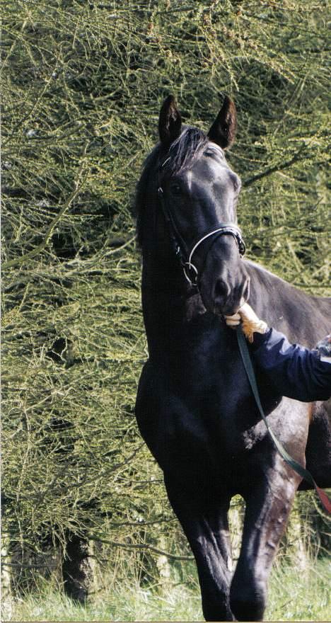 Anden særlig race Cæsar - Cæsar 3 år og stadig hingst billede 9