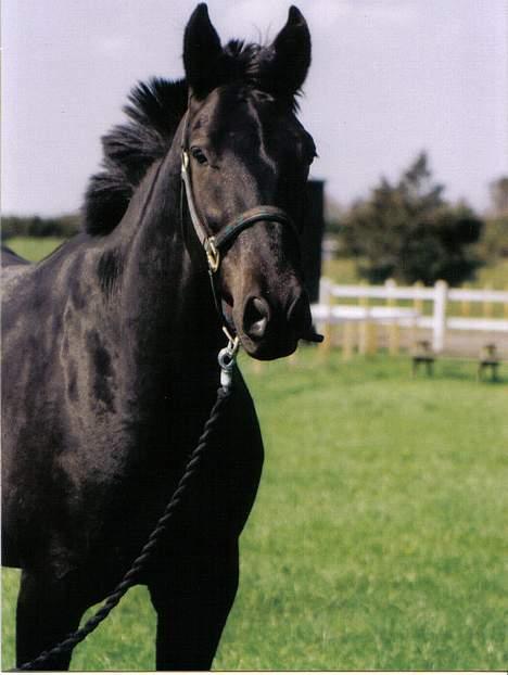 Anden særlig race Cæsar - Cæsar 4 år billede 10