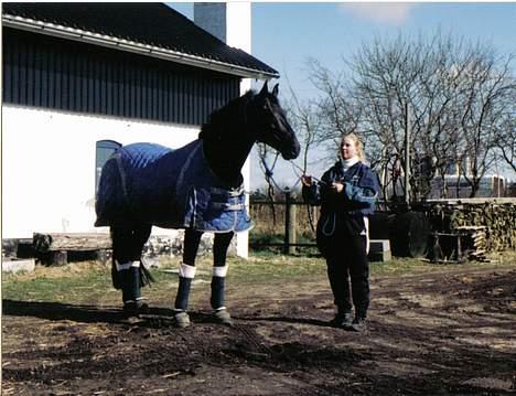 Anden særlig race Cæsar - Cæsar på vej til Ansager Dyrehospital efter at han blev sparket i hovedet (det er derfor han igen grime har på) billede 11