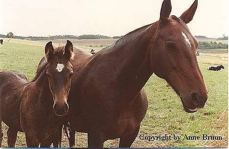 Oldenborg Belinda billede 12
