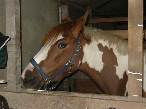 Pinto Caroline - smil til kameraet ... hehe  billede 8