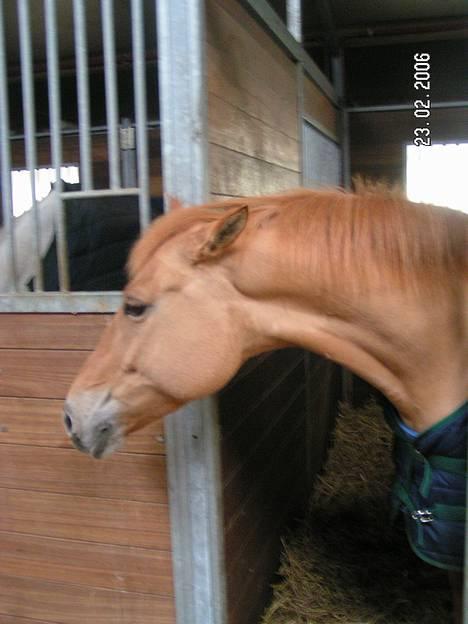 Anden særlig race Shiva -solgt- - smukke ponyer kan ogs se sure ud. Laeg maerke til hendes man...dem der syntes at hun ikke skulle have strit-man billede 14