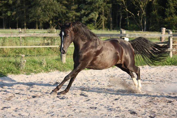 Anden særlig race Lucky Boy - Min smukke dreng, er lige ude og lege på banen, august 2009. Foto af: Marlene Ø billede 2