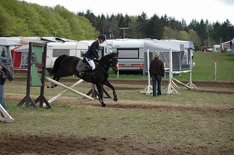 New Forest Roma billede 9