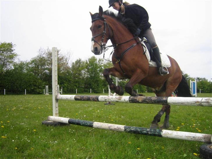 DSP Sir Oliver - jaa..spring er han da oss god til.. billede 3