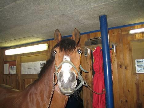 DSP Sir Oliver - han har lige fået øje på en pose eller noget billede 5