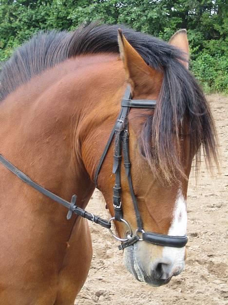 DSP Sir Oliver - lige et billed af hans flotte hoved billede 6