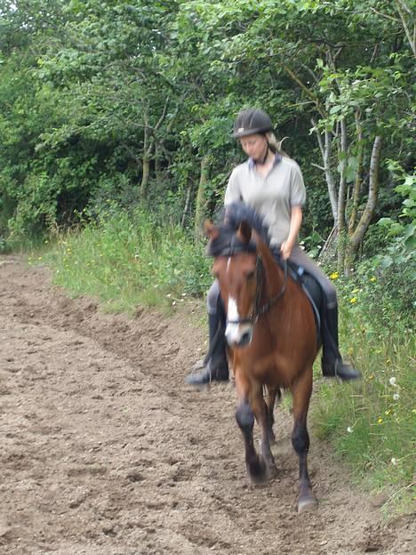 DSP Sir Oliver - her går det sådan rimelig godt billede 8