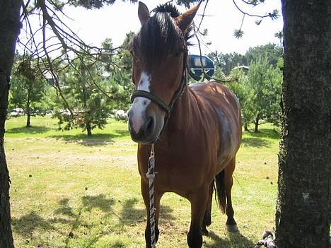 DSP Sir Oliver - så hygger man lige i skyggen efter en lille rife tur billede 10