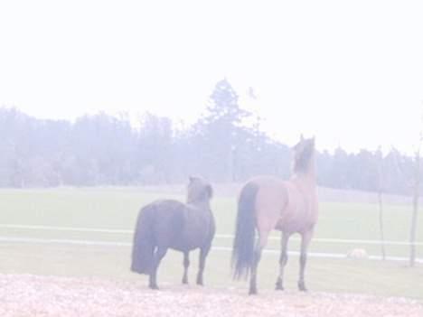 DSP Sir Oliver - fie..fie..kig hvad tror du det er???? billede 12