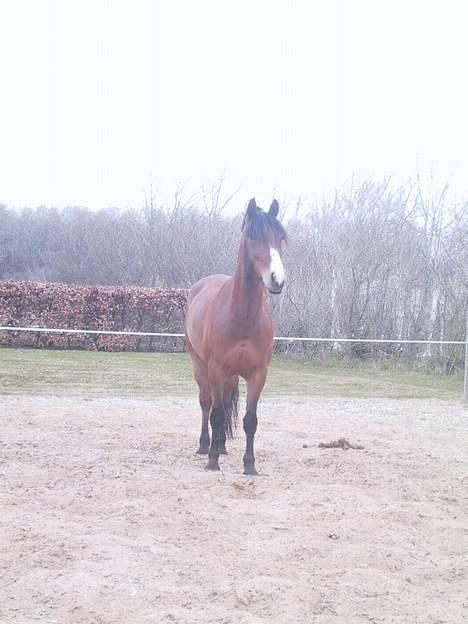 DSP Sir Oliver - der er altså noget der ude.. billede 14