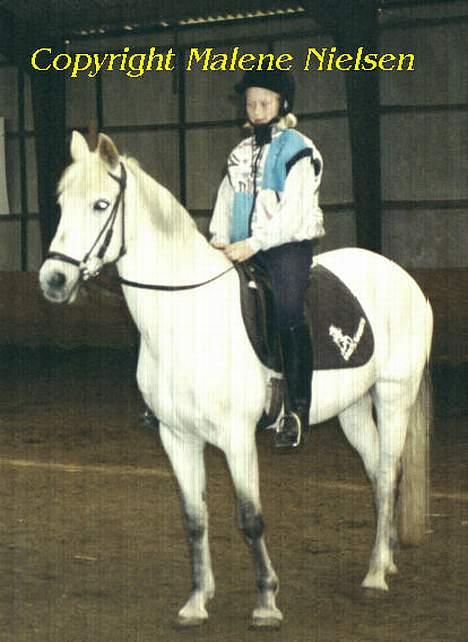 Shagya Araber (SH) Lady (Love of my life!) - Meget gammelt billede af skønne Lady og lille mig..fra omkring 1991 billede 10