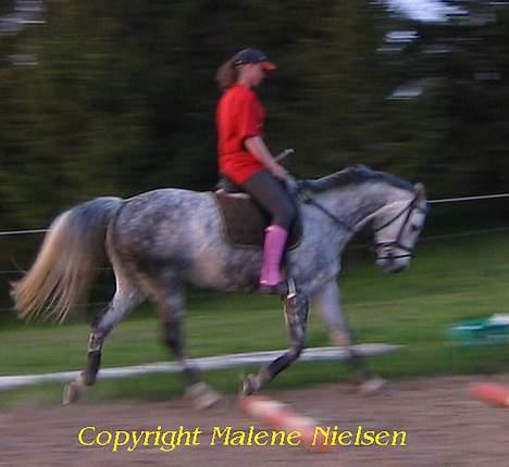 Holstener Waltzing Mathilda (Smill) - Smill ska lige tæmmes lidt, det vilddyr - 15. Maj 2005 billede 15