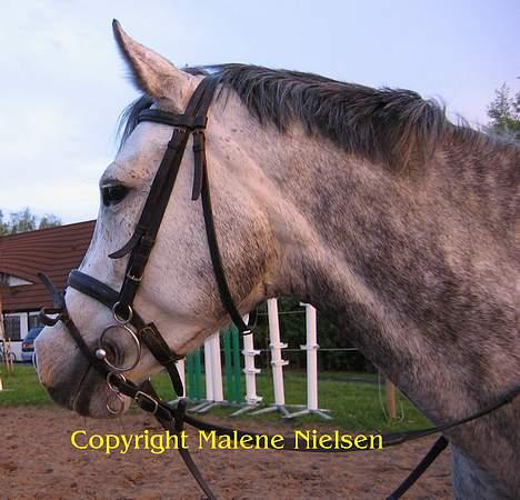 Holstener Waltzing Mathilda (Smill) - Lige profilen - 15. Maj 2005 billede 19