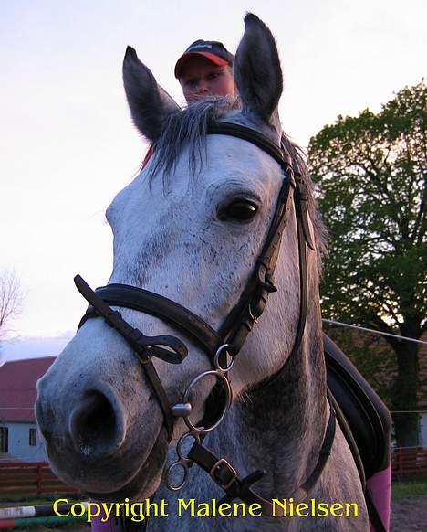 Holstener Waltzing Mathilda (Smill) - Det yndige lille hoved :) 15. Maj 2005 billede 20