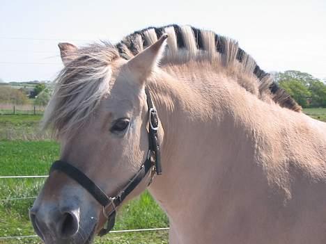 Fjordhest Lotte R.I.P.  - Smart frisure, ik billede 8