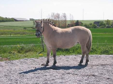 Fjordhest Lotte R.I.P.  - Lækker hest, som er helt klar til lidt løsspringning billede 9