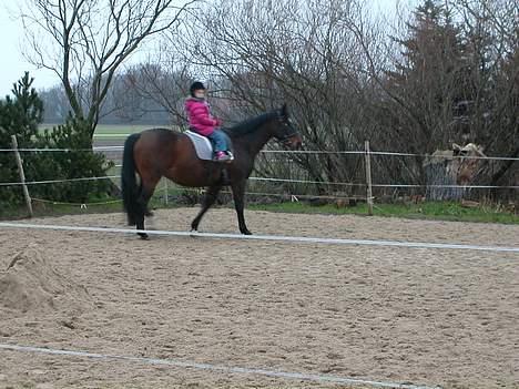 Oldenborg Trine - Min niece på 9 rider hende selv billede 4