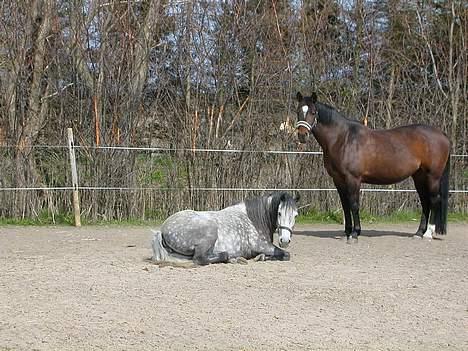 Oldenborg Trine - Min pony Queen holder " Siesta " , Trine våger over hende billede 5
