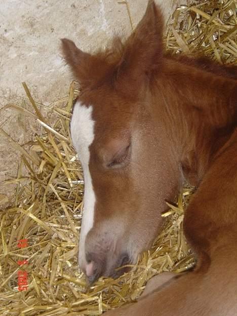 Welsh Cob (sec D) Haymos Zoe  billede 1