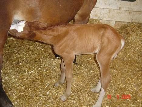 Welsh Cob (sec D) Haymos Zoe  billede 2