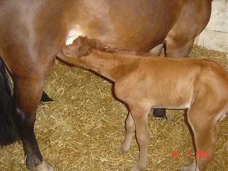 Welsh Cob (sec D) Haymos Zoe  billede 3