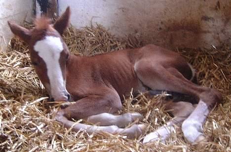 Welsh Cob (sec D) Haymos Zoe  billede 4