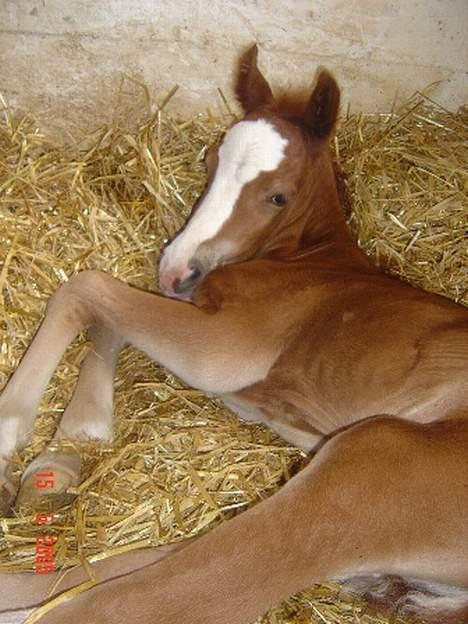 Welsh Cob (sec D) Haymos Zoe  billede 5