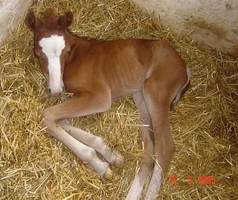 Welsh Cob (sec D) Haymos Zoe  billede 6
