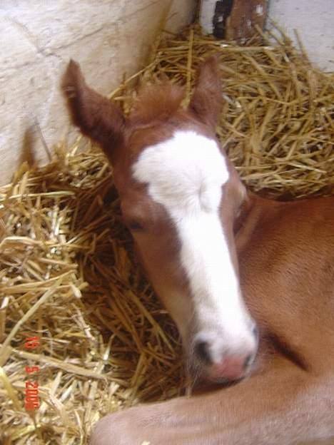 Welsh Cob (sec D) Haymos Zoe  billede 7