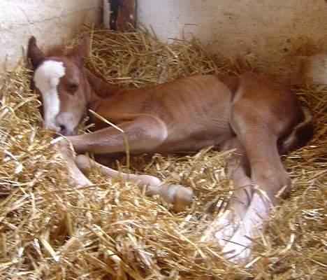 Welsh Cob (sec D) Haymos Zoe  billede 8