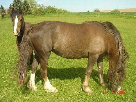 Welsh Pony (sec B) Sec. C Faron billede 7