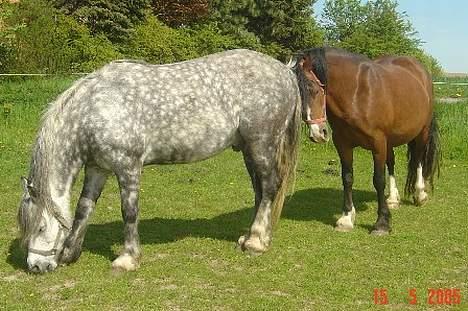 Welsh Cob (sec D) Haymo's Shétán billede 11