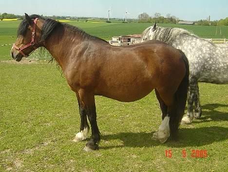 Welsh Cob (sec D) Haymo's Kira billede 9