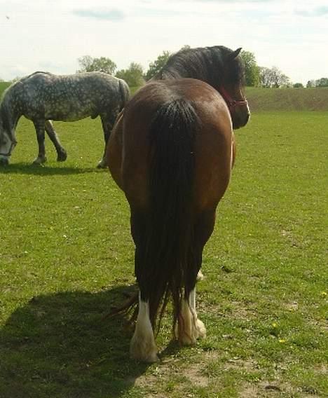 Welsh Cob (sec D) Haymo's Kira billede 10