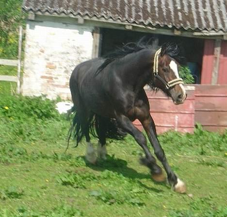 Welsh Cob (sec D) Valhallas Camelot billede 11