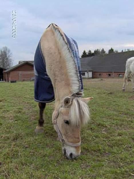Fjordhest Hjerterbellami - Davs............... billede 13